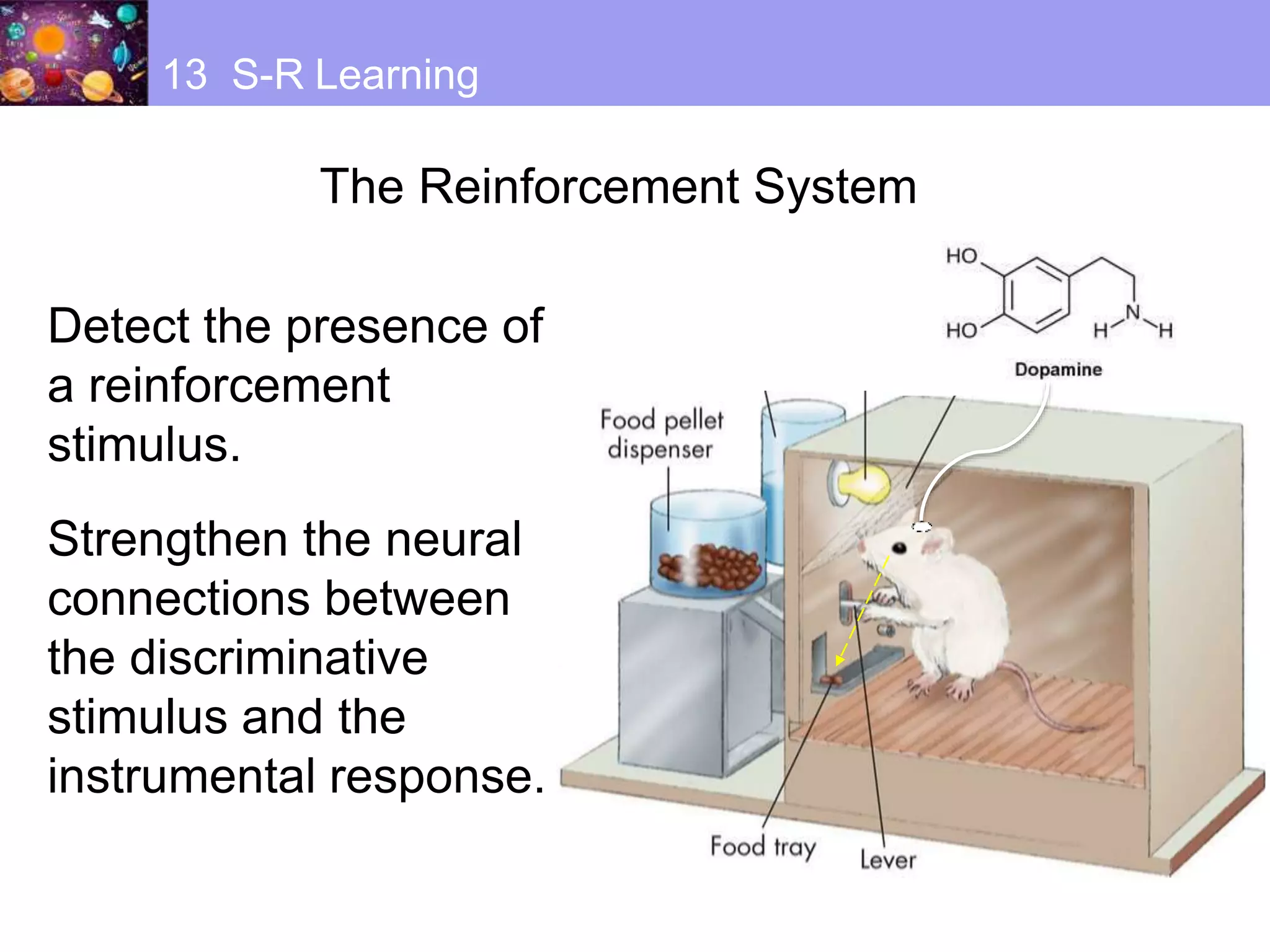 The Reinforcement System
13 S-R Learning
Detect the presence of
a reinforcement
stimulus.
Strengthen the neural
connections between
the discriminative
stimulus and the
instrumental response.
 
