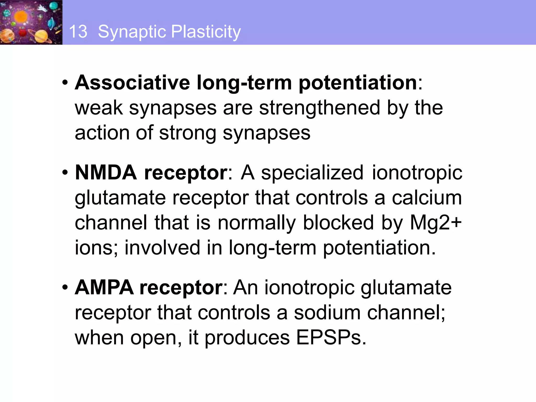 • Associative long-term potentiation:
weak synapses are strengthened by the
action of strong synapses
• NMDA receptor: A specialized ionotropic
glutamate receptor that controls a calcium
channel that is normally blocked by Mg2+
ions; involved in long-term potentiation.
• AMPA receptor: An ionotropic glutamate
receptor that controls a sodium channel;
when open, it produces EPSPs.
13 Synaptic Plasticity
 