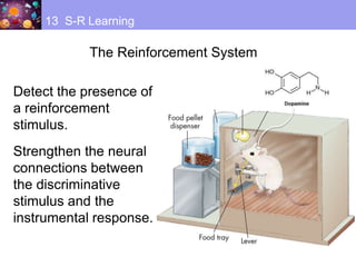 The Reinforcement System
13 S-R Learning
Detect the presence of
a reinforcement
stimulus.
Strengthen the neural
connections between
the discriminative
stimulus and the
instrumental response.
 