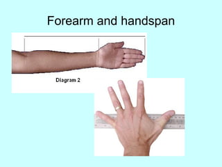 Forearm and handspan 