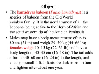 Object:
• The hamadryas baboon (Papio hamadryas) is a
species of baboon from the Old World
monkey family. It is the northernmost of all the
baboons, being native to the Horn of Africa and
the southwestern tip of the Arabian Peninsula.
• Males may have a body measurement of up to
80 cm (31 in) and weigh 20–30 kg (44–66 lb);
females weigh 10–15 kg (22–33 lb) and have a
body length of 40–45 cm (16–18 in). The tail adds
a further 40–60 cm (16–24 in) to the length, and
ends in a small tuft. Infants are dark in coloration
and lighten after about one year.
 