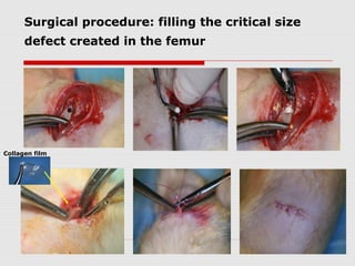 Surgical procedure: filling the critical size
      defect created in the femur




Collagen film
 