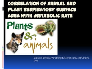 Correlation of Animal and
Plant Respiratory Surface
Area With Metabolic Rate




         Giovanni Biruetta, Vera Bunaidi, Steve Luong, and Carolina
         Guia
 