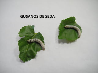 GUSANOS DE SEDA
 