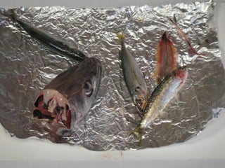 Corren,nadan y vuelan