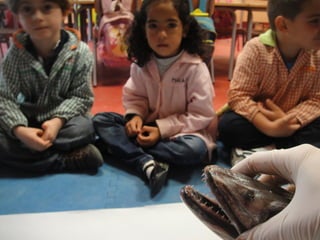 Corren,nadan y vuelan