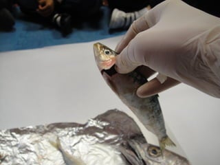 Corren,nadan y vuelan