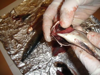 Corren,nadan y vuelan