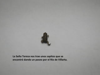 La Seño Teresa nos trae unos sapitos que se
encontró dando un paseo por el Río de Villarta.
 