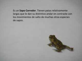 Es un Sapo Corredor. Tienen patas relativamente
largas que le dan su distintivo andar en contraste con
los movimientos de salto de muchas otras especies
de sapos.
 