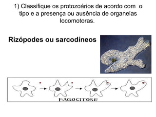1) Classifique os protozoários de acordo com o
tipo e a presença ou ausência de organelas
locomotoras.
Rizópodes ou sarcodíneos
 