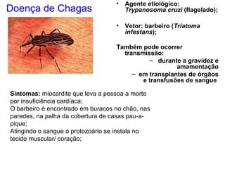 Doença de Chagas
• Agente etiológico:
Trypanosoma cruzi (flagelado);
• Vetor: barbeiro (Triatoma
infestans);
Também pode ocorrer
transmissão:
– durante a gravidez e
amamentação
– em transplantes de órgãos
e transfusões de sangue
Sintomas: miocardite que leva a pessoa a morte
por insuficiência cardíaca;
O barbeiro é encontrado em buracos no chão, nas
paredes, na palha da cobertura de casas pau-a-
pique;
Atingindo o sangue o protozoário se instala no
tecido muscular/ coração;
 