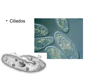 • Ciliados
 