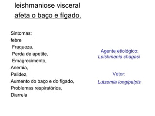 leishmaniose visceral
afeta o baço e fígado.
Sintomas:
febre
Fraqueza,
Perda de apetite,
Emagrecimento,
Anemia,
Palidez,
Aumento do baço e do fígado,
Problemas respiratórios,
Diarreia
Agente etiológico:
Leishmania chagasi
Vetor:
Lutzomia longipalpis
 