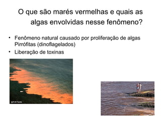 O que são marés vermelhas e quais as
algas envolvidas nesse fenômeno?
• Fenômeno natural causado por proliferação de algas
Pirrófitas (dinoflagelados)
• Liberação de toxinas
 