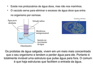 • Existe nos protozoários de água doce, mas não nos marinhos.
• O vacúolo serve para eliminar o excesso de água doce que entra
no organismo por osmose.
Os protistas de água salgada, vivem em um meio mais concentrado
que o seu organismo e tendem a perder água para ele. Portanto é
totalmente inviável uma estrutura que pulse água para fora. O comum
é que haja estruturas que facilitem a entrada da água.
 