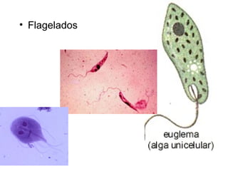 • Flagelados
 