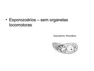 • Esporozoários – sem organelas
locomotoras
 