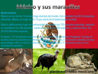 Biodiversidad
México es uno de los 12 países mega diversos del mundo. Con alrededor de 200 mil especies
diferentes, México es hogar de 10–12 por ciento de la biodiversidad mundial.
México califica primer lugar en biodiversidad de reptiles con 733 especies conocidas, segundo
en mamíferos con 448 especies, cuarto en anfibios con 290 especies, y cuarto en flora, con
26 000 diferentes especies.
En México, 170 mil kilómetros cuadrados son considerados "Áreas Naturales Protegidas". Incluidos 34
biosferas reservas (ecosistemas inalterados), 64 parques nacionales, 4 monumentos naturales, 26 áreas
para proteger la flora y la fauna, 4 áreas para la protección natural y 17 santuarios (zonas con rica
diversidad de especies)
puma
pavorreal Lobo mexicano
 
