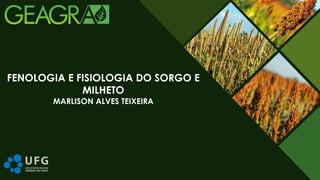 MARLISON ALVES TEIXEIRA
FENOLOGIA E FISIOLOGIA DO SORGO E
MILHETO
 