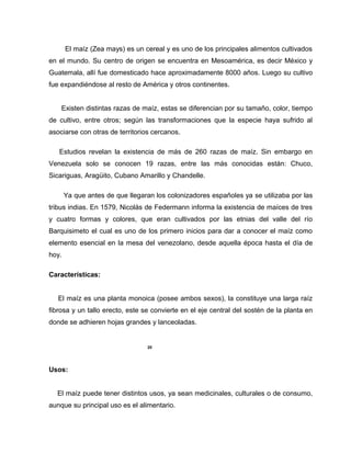 El maíz (Zea mays) es un cereal y es uno de los principales alimentos cultivados
en el mundo. Su centro de origen se encuentra en Mesoamérica, es decir México y
Guatemala, allí fue domesticado hace aproximadamente 8000 años. Luego su cultivo
fue expandiéndose al resto de América y otros continentes.
Existen distintas razas de maíz, estas se diferencian por su tamaño, color, tiempo
de cultivo, entre otros; según las transformaciones que la especie haya sufrido al
asociarse con otras de territorios cercanos.
Estudios revelan la existencia de más de 260 razas de maíz. Sin embargo en
Venezuela solo se conocen 19 razas, entre las más conocidas están: Chuco,
Sicariguas, Aragüito, Cubano Amarillo y Chandelle.
Ya que antes de que llegaran los colonizadores españoles ya se utilizaba por las
tribus indias. En 1579, Nicolás de Federmann informa la existencia de maíces de tres
y cuatro formas y colores, que eran cultivados por las etnias del valle del río
Barquisimeto el cual es uno de los primero inicios para dar a conocer el maíz como
elemento esencial en la mesa del venezolano, desde aquella época hasta el día de
hoy.
Características:
El maíz es una planta monoica (posee ambos sexos), la constituye una larga raíz
fibrosa y un tallo erecto, este se convierte en el eje central del sostén de la planta en
donde se adhieren hojas grandes y lanceoladas.
20
Usos:
El maíz puede tener distintos usos, ya sean medicinales, culturales o de consumo,
aunque su principal uso es el alimentario.
 