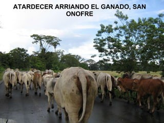 ATARDECER ARRIANDO EL GANADO, SAN ONOFRE 