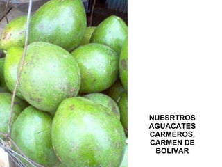 NUESRTROS AGUACATES CARMEROS, CARMEN DE BOLIVAR 