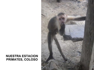 NUESTRA ESTACION PRIMATES, COLOSO 
