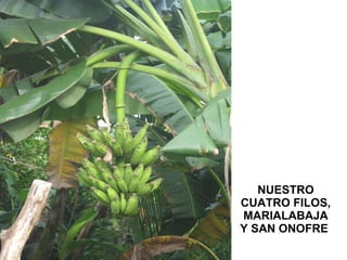 NUESTRO CUATRO FILOS, MARIALABAJA Y SAN ONOFRE  