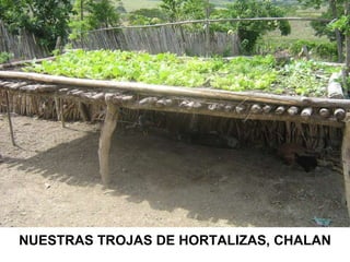NUESTRAS TROJAS DE HORTALIZAS, CHALAN 