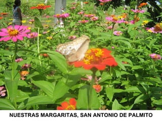 NUESTRAS MARGARITAS, SAN ANTONIO DE PALMITO 
