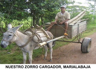 NUESTRO ZORRO CARGADOR, MARIALABAJA 