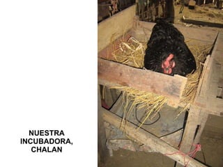 NUESTRA INCUBADORA, CHALAN 
