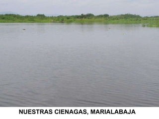 NUESTRAS CIENAGAS, MARIALABAJA 