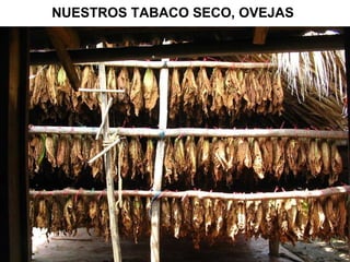 NUESTROS TABACO SECO, OVEJAS   