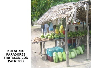 NUESTROS PARADORES FRUTALES, LOS PALMITOS 