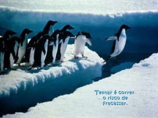 T entar é correr  o risco de fracassar.  