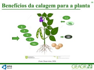 Benefícios da calagem para a planta
10
Ca
Mg
Al
Mo
K
S
N
P
(Fonte: Dream stime, 2020)
 