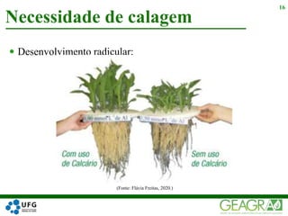  Desenvolvimento radicular;
Necessidade de calagem
16
(Fonte: Flávia Freitas, 2020.)
 