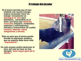 El trabajo del picador
Si el torero percibe que el toro
embiste con mucha energía,
ordena al picador hacer su
trabajo: Consistente en
desangrar al toro para
debilitarlo, clavándole en el
lomo una lanza que destroza
músculos (trapecio, romboideo,
espinoso y semiespinoso,
serratos y transversos de cuello)
Lesiona, además, vasos
sanguíneos y nervios.
Esto es para que el torero pueda
brindar la expresión artística,
que se supone debe tener este
“espectáculo”.
Un solo puyazo podría destrozar al
toro, por eso se hace en tres
tiempos “para mayor goce de la
afición.”
 