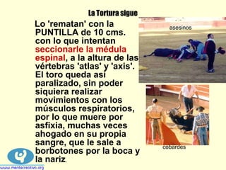 La Tortura sigue
Lo 'rematan' con la
PUNTILLA de 10 cms.
con lo que intentan
seccionarle la médula
espinal, a la altura de las
vértebras 'atlas' y 'axis'.
El toro queda así
paralizado, sin poder
siquiera realizar
movimientos con los
músculos respiratorios,
por lo que muere por
asfixia, muchas veces
ahogado en su propia
sangre, que le sale a
borbotones por la boca y
la nariz.
cobardes
asesinos
 