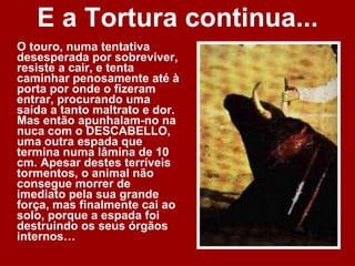 E a Tortura continua... O touro, numa tentativa desesperada por sobreviver, resiste a cair, e tenta caminhar penosamente até à porta por onde o fizeram entrar, procurando uma saída a tanto maltrato e dor. Mas então apunhalam-no na nuca com o DESCABELLO, uma outra espada que termina numa lâmina de 10 cm. Apesar destes terríveis tormentos, o animal não consegue morrer de imediato pela sua grande força, mas finalmente cai ao solo, porque a espada foi destruindo os seus órgãos internos… 