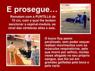 E prosegue…
 Rematam com a PUNTILLA de
  10 cm, com a qual lhe tentam
seccionar a espinal-medula, ao
nível das vértebras atlas e axis.


                         O touro fica assim
                         paralisado, sem poder sequer
                         realizar movimentos com os
                         músculos respiratórios, pelo
                         que morre por asfixia, muitas
                         vezes afogado no seu próprio
                         sangue, que lhe sai em
                         grandes golfadas pela boca e
                         pelo nariz.
 