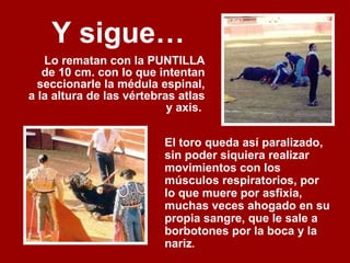 Y sigue…   Lo rematan con la PUNTILLA de 10 cm. con lo que intentan seccionarle la médula espinal, a la altura de las vértebras atlas y axis.  El toro queda así paralizado, sin poder siquiera realizar movimientos con los músculos respiratorios, por lo que muere por asfixia, muchas veces ahogado en su propia sangre, que le sale a borbotones por la boca y la nariz .   