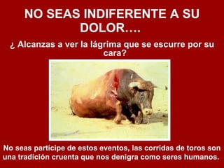 NO SEAS INDIFERENTE A SU DOLOR….   ¿ Alcanzas a ver la lágrima que se escurre por su cara?   No seas partícipe de estos eventos, las corridas de toros son una tradición cruenta que nos denigra como seres humanos.   