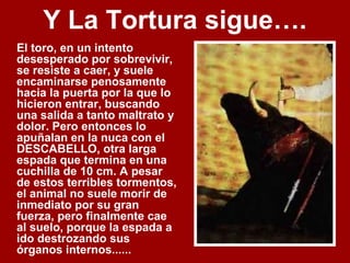 Y La Tortura sigue….
El toro, en un intento
desesperado por sobrevivir,
se resiste a caer, y suele
encaminarse penosamente
hacia la puerta por la que lo
hicieron entrar, buscando
una salida a tanto maltrato y
dolor. Pero entonces lo
apuñalan en la nuca con el
DESCABELLO, otra larga
espada que termina en una
cuchilla de 10 cm. A pesar
de estos terribles tormentos,
el animal no suele morir de
inmediato por su gran
fuerza, pero finalmente cae
al suelo, porque la espada a
ido destrozando sus
órganos internos......
 