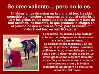 Se cree valiente… pero no lo es.
24 Horas antes de entrar en la arena, el toro ha sido
sometido a un encierro a oscuras para que al soltarlo, la
luz y los gritos de los espectadores lo aterren y trate de
huir saltando las barreras, lo que produce la imagen en
el publico de que el toro es feroz, pero la condición
natural del toro es huir NO atacar.
Le recortan los cuernos para proteger
al torero. Le cuelgan sacos de arena en
el cuello durante horas.
Lo golpean en los testículos y en los
riñones, le provocan diarrea poniendo
sulfatos en el agua que bebe para que
llegue débil y desorientado al ruedo. Le
untan grasa en los ojos para dificultar
su visión y en las patas una sustancia
que le produce ardor y le impide
mantenerse quieto para no deslucir la
actuación del torero.
 