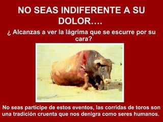 NO SEAS INDIFERENTE A SU
DOLOR….
¿ Alcanzas a ver la lágrima que se escurre por su
cara?
No seas partícipe de estos eventos, las corridas de toros son
una tradición cruenta que nos denigra como seres humanos.
 