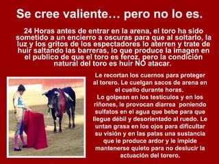Se cree valiente… pero no lo es. 24 Horas antes de entrar en la arena, el toro ha sido sometido a un encierro a oscuras para que al soltarlo, la luz y los gritos de los espectadores lo aterren y trate de huir saltando las barreras, lo que produce la imagen en el publico de que el toro es feroz, pero la condición natural del toro es huir NO atacar.  Le recortan los cuernos para proteger al torero. Le cuelgan sacos de arena en el cuello durante horas.  Lo golpean en los testículos y en los riñones, le provocan diarrea  poniendo sulfatos en el agua que bebe para que llegue débil y desorientado al ruedo. Le untan grasa en los ojos para dificultar su visión y en las patas una sustancia que le produce ardor y le impide mantenerse quieto para no deslucir la actuación del torero. 