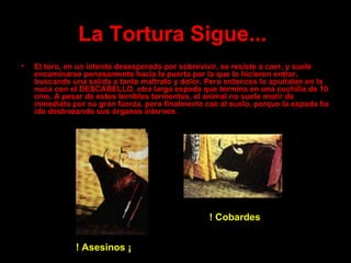 La Tortura  Sigue...   El toro, en un intento desesperado por sobrevivir, se resiste a caer, y suele encaminarse penosamente hacia la puerta por la que lo hicieron entrar, buscando una salida a tanto maltrato y dolor. Pero entonces lo apuñalan en la nuca con el DESCABELLO, otra larga espada que termina en una cuchilla de 10 cms. A pesar de estos terribles tormentos, el animal no suele morir de inmediato por su gran fuerza, pero finalmente cae al suelo, porque la espada  h a ido destrozando sus órganos internos . ! Asesinos ¡ ! Cobardes  ¡ 